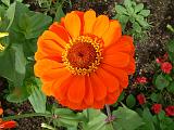 Zinnia orange 